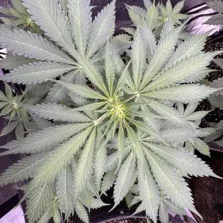 Elephant Berry Auto