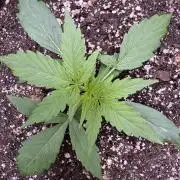 Apple Betty Auto from Herbies Seeds