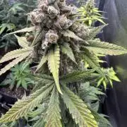 Auto Opium - Divine Seeds