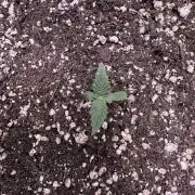 Strawberry Pie Auto-OriginalSensibleSeed