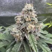 Wurlz F1 Autoflower - Zamnesia Seeds