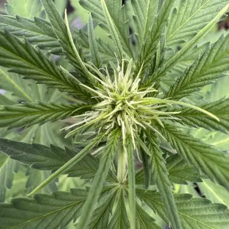 Midnight Moonshine F1 Auto - TasteBudz