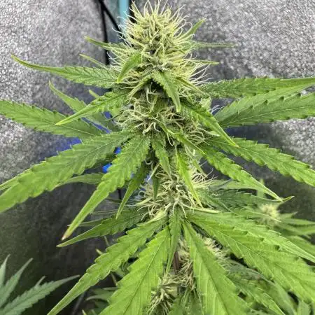Pineapple Coconut Auto
