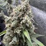 Midnight Moonshine F1 Auto - TasteBudz