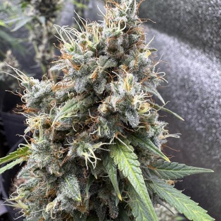 Midnight Moonshine F1 Auto - TasteBudz