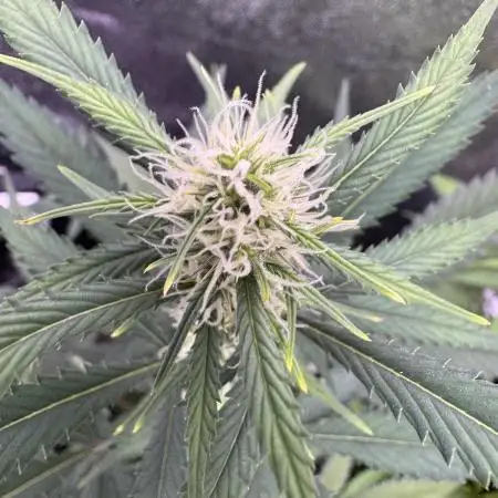 Zkittelz XL Auto - Ganja Farmer Seeds
