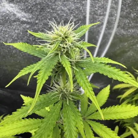 Apple and Blackberry F1 Auto - Tastebudz