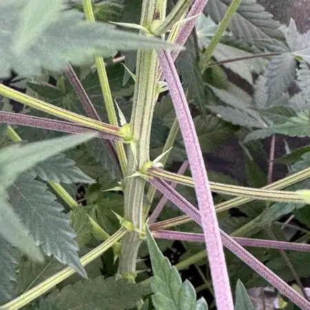 Auto Big Demon by Divine Seeds