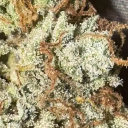 Auto Elephant - Super Sativa Seed Club