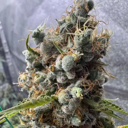 Apple and Blackberry F1 Auto - Tastebudz