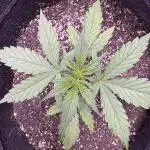 CBD Lemon Auto - Herbies Seeds