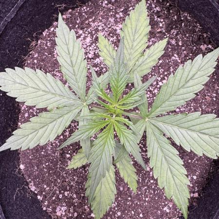 CBD Lemon Auto - Herbies Seeds