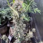 Zkittelz XL Auto - Ganja Farmer Seeds