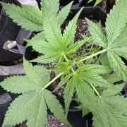 Purple Tangie Auto - Supernatural Seeds