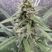 AUTO WHITE WIDOW - Divine Seeds