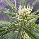 AUTO FRACTAL - Divine Seeds