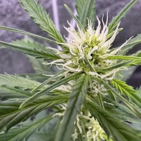 AUTO FRACTAL - Divine Seeds
