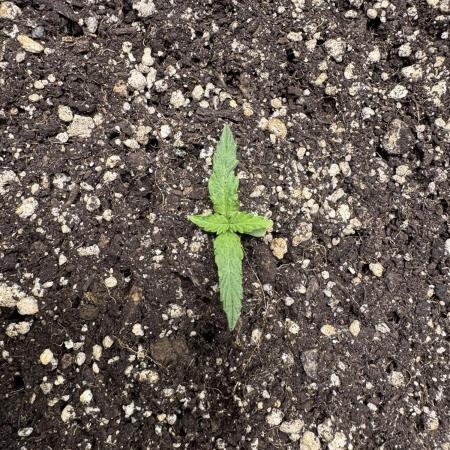 Midnight Moonshine F1 Auto - TasteBudz