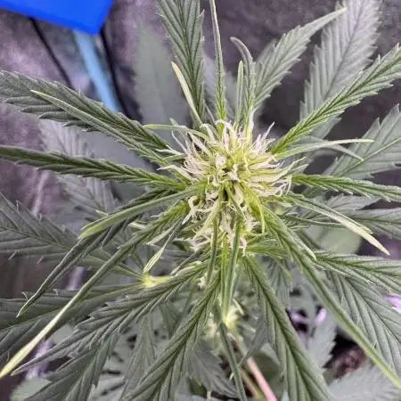AUTO FRACTAL - Divine Seeds