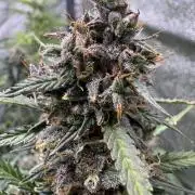 AUTO WHITE WIDOW - Divine Seeds