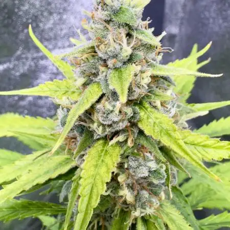 AUTO FRACTAL - Divine Seeds