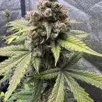 Auto Opium - Divine Seeds