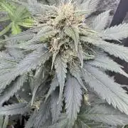 Caramel Auto - FastBuds