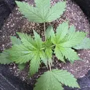 Wild Strawberry F1 Auto Run 2-TasteBudz