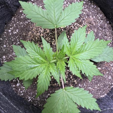 Wild Strawberry F1 Auto Run 2-TasteBudz