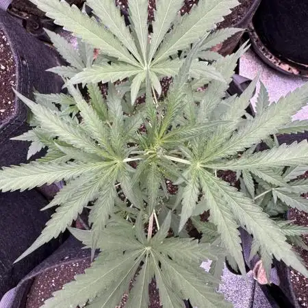 Sour Apple X Strawberry Gorilla Auto Fem