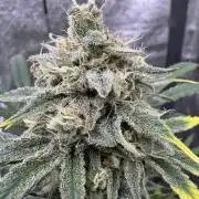 Sour Apple X Strawberry Gorilla Auto