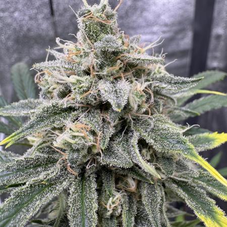 Sour Apple X Strawberry Gorilla Auto