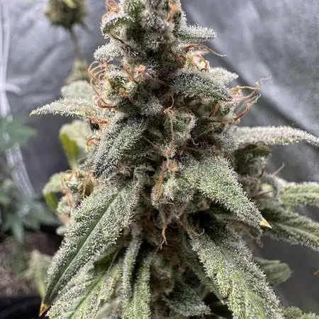 Sour Apple X Strawberry Gorilla Auto Fem