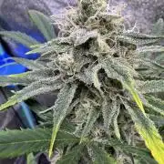 Sour Apple X Strawberry Gorilla Auto