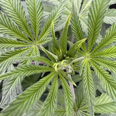 Auto Big Demon by Divine Seeds