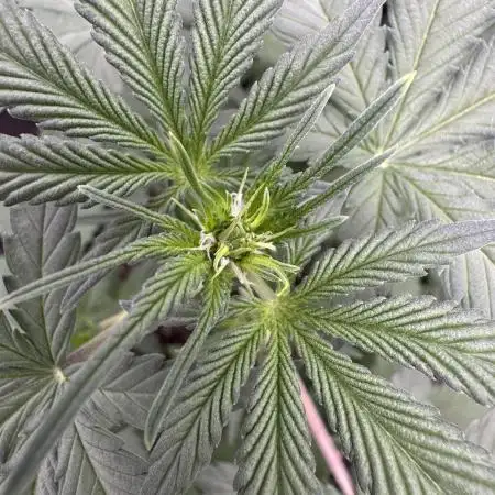 Auto Opium - Divine Seeds