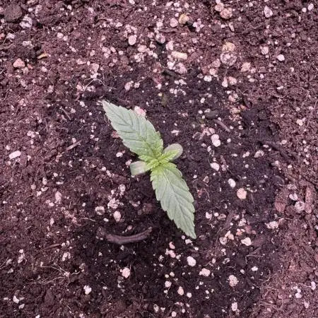 Zkittelz XL Auto - Ganja Farmer Seeds