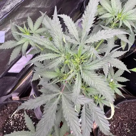 AUTO WHITE WIDOW - Divine Seeds