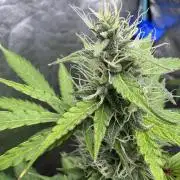 Purple Tangie Auto - Supernatural Seeds