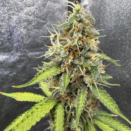 Apple and Blackberry F1 Auto - Tastebudz