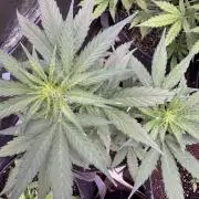 Wurlz F1 Autoflower - Zamnesia Seeds