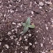 Strawberry Pie Auto-OriginalSensibleSeed