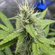 Purple Tangie Auto - Supernatural Seeds
