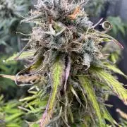 Apple Betty Auto from Herbies Seeds