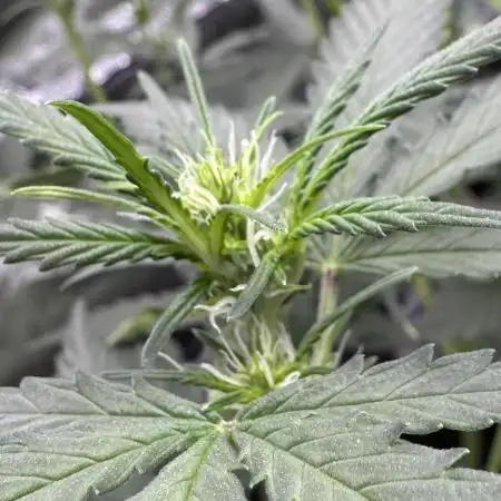 AUTO WHITE WIDOW - Divine Seeds