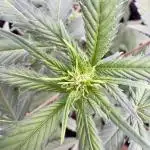 Zkittelz XL Auto - Ganja Farmer Seeds