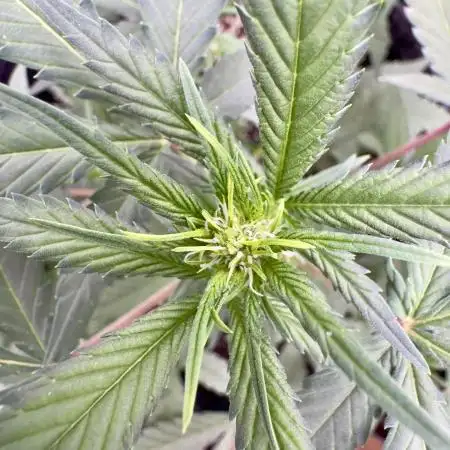 Zkittelz XL Auto - Ganja Farmer Seeds