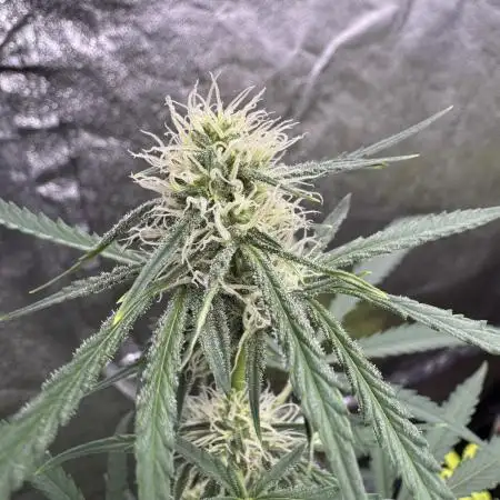 Sour Apple X Strawberry Gorilla Auto Fem