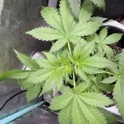 Wild Strawberry F1 Auto Run 2-TasteBudz