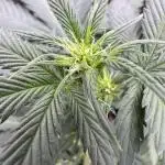 Caramel Auto - FastBuds